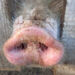 Close-Up Photograph of a Pig's Snout