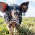 Mini pig with dirty muzzle grazing on green grass in farmland in sunny day